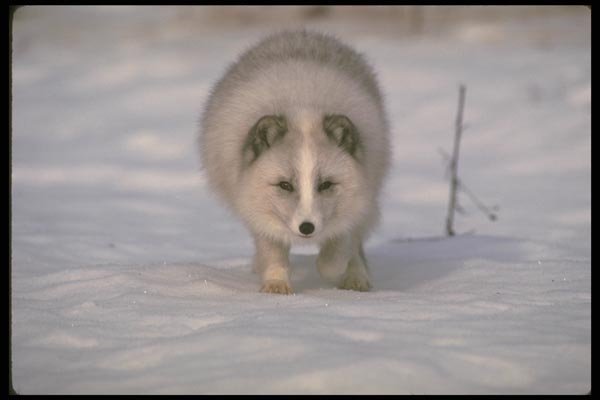 173059 Arctic Fox On Snow A4 Photo Print