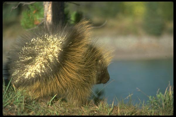 173060 Porcupine A4 Photo Print