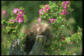 173061 Porcupine youngster In Wild Rose A4 Photo Print