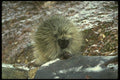 173062 Porcupine A4 Photo Print