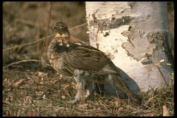 173063 Ruffed Grouse Standing In Front Of Birch Tree A4 Photo Print