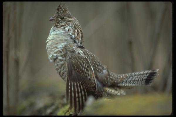 173064 Ruffed Grouse A4 Photo Print