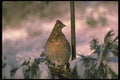 173065 Ruffed Grouse Perched In Snowy Tree A4 Photo Print