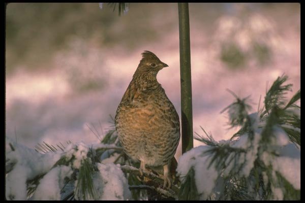 173065 Ruffed Grouse Perched In Snowy Tree A4 Photo Print