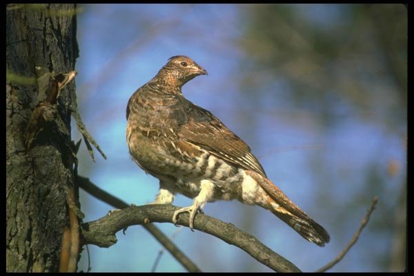 173066 Ruffed Grouse Perched On Tree Limb A4 Photo Print