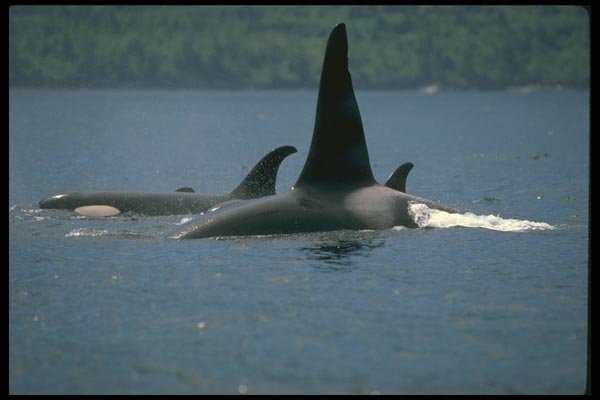 173067 Killer Whales Swimming At Surface A4 Photo Print