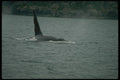 173068 Killer Whale large Male Swimming At Surface A4 Photo Print