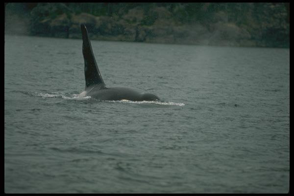 173068 Killer Whale large Male Swimming At Surface A4 Photo Print