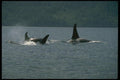 173069 Killer Whales Swimming At Surface A4 Photo Print
