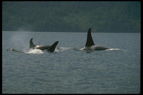 173069 Killer Whales Swimming At Surface A4 Photo Print