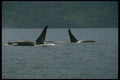 173070 Killer Whales Swimming At Surface A4 Photo Print