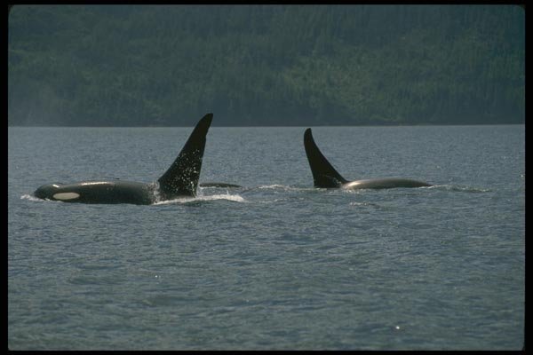 173070 Killer Whales Swimming At Surface A4 Photo Print