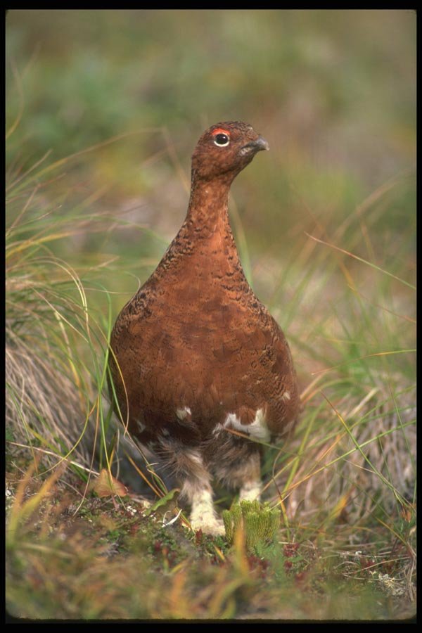 173071 Willow Ptarmigan male In Summer A4 Photo Print