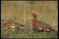 173072 Willow Ptarmigans hen And Male A4 Photo Print