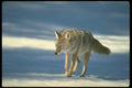 173073 Coyote On Snow A4 Photo Print