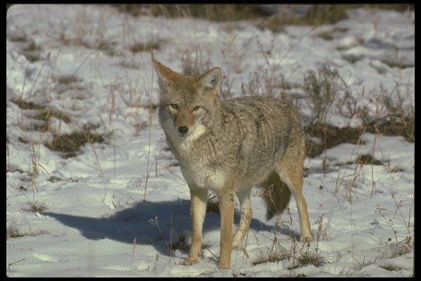 173074 Coyote On Snow A4 Photo Print