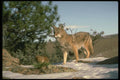 173075 Coyote A4 Photo Print