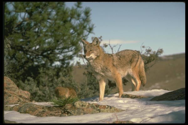 173075 Coyote A4 Photo Print