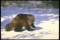 173076 Wolverine On Snow A4 Photo Print