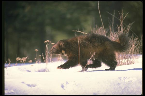 173077 Wolverine Running Through Snow A4 Photo Print