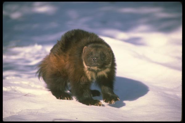 173078 Wolverine On Snow A4 Photo Print