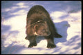 173079 Wolverine On Snow A4 Photo Print