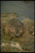 173080 Muskrat At Edge Of Pond A4 Photo Print