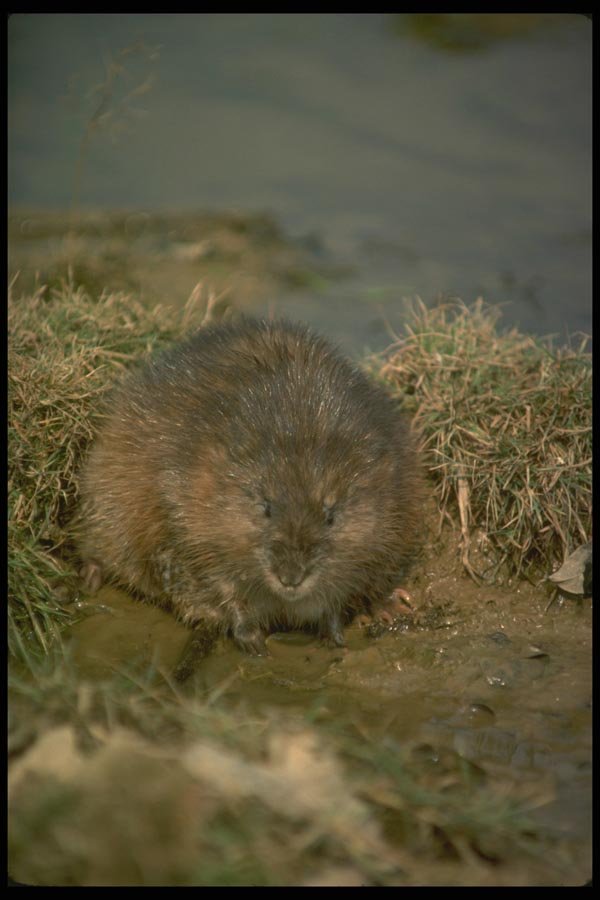 173080 Muskrat At Edge Of Pond A4 Photo Print