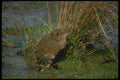 173081 Muskrat Standing Up On Hind Legs In Marsh A4 Photo Print