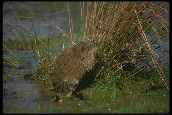 173081 Muskrat Standing Up On Hind Legs In Marsh A4 Photo Print