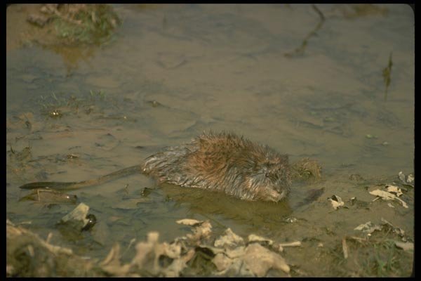 173082 Muskrat At Edge Of Marsh A4 Photo Print