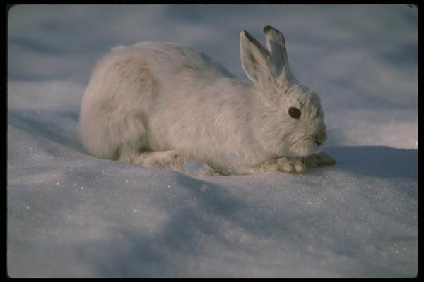 173083 Varying Hare Snowshoe Rabbit On Open Snow A4 Photo Print