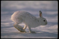 173084 Varying Hare Snowshoe Rabbit Running Across Open Snow A4 Photo Print