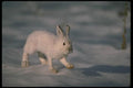 173085 Varying Hare Snowshoe Rabbit On Open Snow A4 Photo Print
