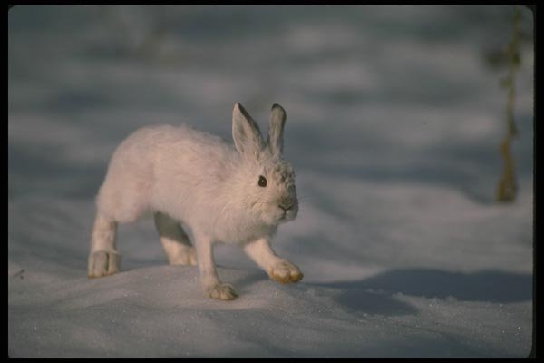 173085 Varying Hare Snowshoe Rabbit On Open Snow A4 Photo Print