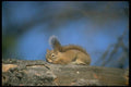 173086 Red Squirrel A4 Photo Print