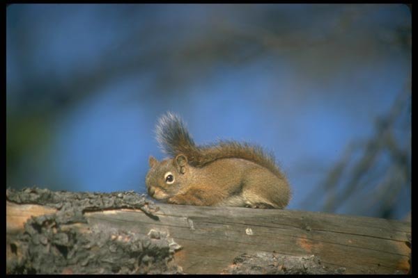173086 Red Squirrel A4 Photo Print
