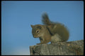 173087 Red Squirrel Scratching A4 Photo Print