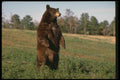 173088 Black Bear Standing Erect A4 Photo Print