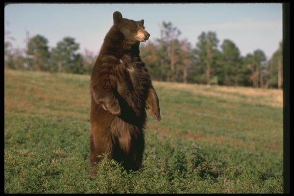 173088 Black Bear Standing Erect A4 Photo Print