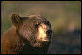 173089 Black Bear (head Shot) A4 Photo Print