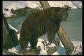 173090 American Black Bear Standing On Snowy Log A4 Photo Print