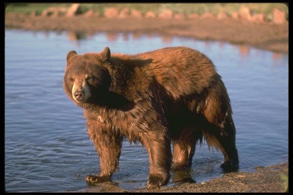 173091 Black Bear By Water A4 Photo Print