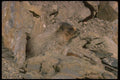 173092 Hoary Marmot A4 Photo Print