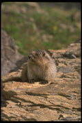 173093 Hoary Marmot A4 Photo Print