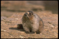 173094 Hoary Marmot A4 Photo Print