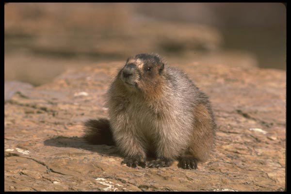 173094 Hoary Marmot A4 Photo Print