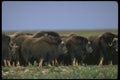 173095 Musk Oxen A4 Photo Print
