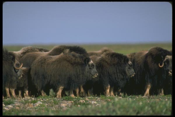 173095 Musk Oxen A4 Photo Print