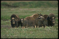 173096 Musk Oxen Herd On Tundra A4 Photo Print